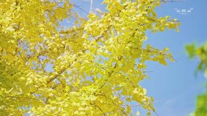 唯美治愈的银杏叶