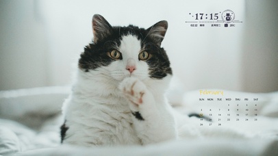 白色萌萌猫咪桌面