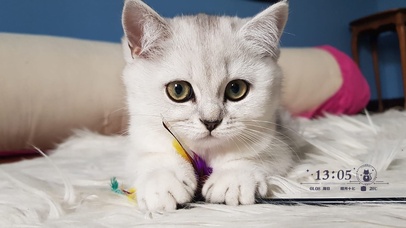 4k高清萌猫咪系列