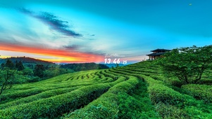 唯美茶园