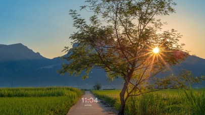 4k盛夏的稻田小路