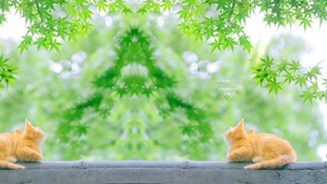 绿荫下的猫咪