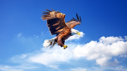 4K  一飞冲天  鹰