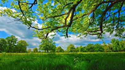 阳光沐浴的花草