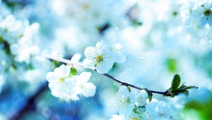 唯美白色樱花