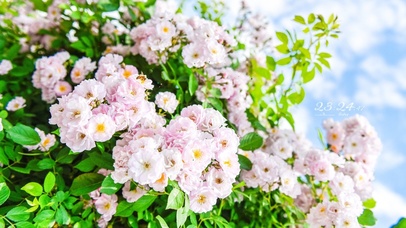 4K治愈清新蔷薇