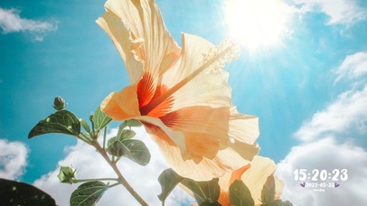 阳光下盛开的花儿