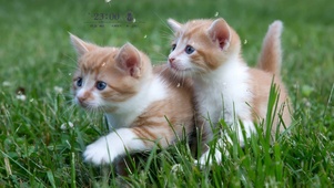 两只可爱的小猫咪