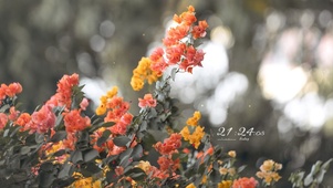 治愈鲜花盛开