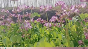 微风拂动
