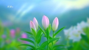 百合花开