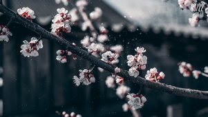 梅花