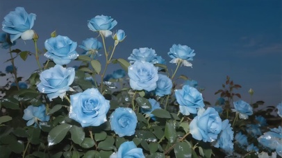 银子II植物系列-碎冰蓝玫瑰