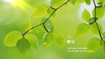 治愈唯美护眼绿叶