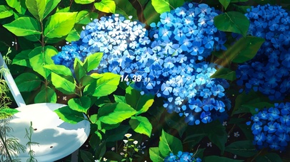 4K唯美治愈护眼紫阳花