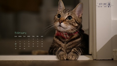 4k萌萌猫咪桌面