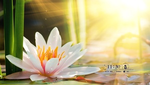 阳光下水中睡莲
