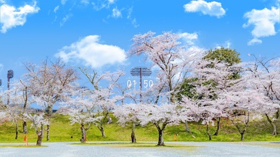 4K唯美治愈日系樱花美景
