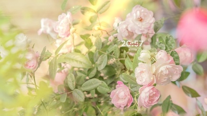 唯美治愈鲜花盛开