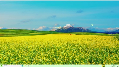 漫山遍野油菜花主题壁纸
