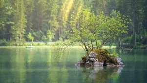 阳光湖泊小树