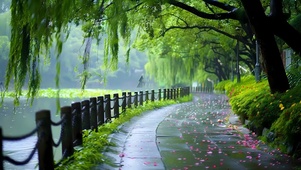 4k雨天柳树小路