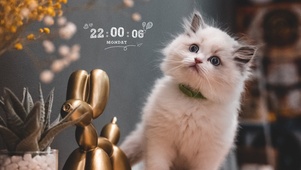 4k萌萌猫咪桌面