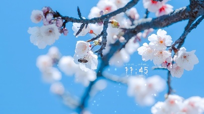 4K治愈唯美盛开的鲜花