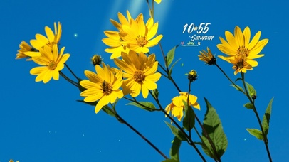 春日阳光花草系列桌面