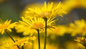 治愈清新鲜雏菊