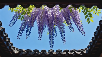 清新护眼屋檐春景