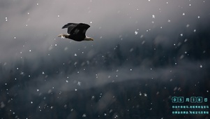 雪中雄鹰