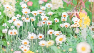 白色小雏菊