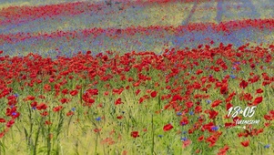 花海蝶飞