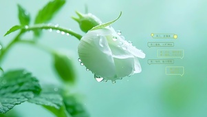 小清新鲜花