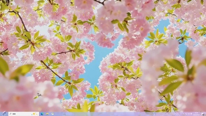 小清新樱花盛开