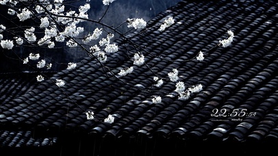 4k 一枝樱花春带雨