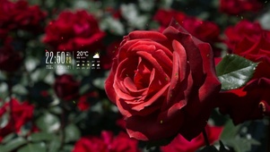 4k清新玫瑰桌面