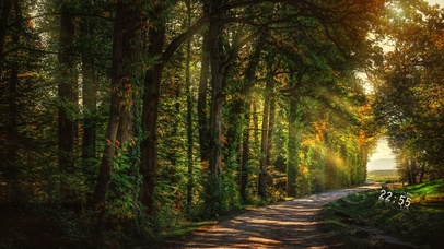 治愈森林幽径小路