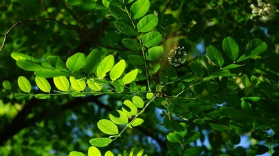 4K清新护眼绿叶