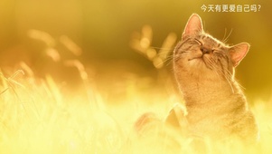 阳光下的猫
