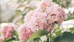 治愈粉色邹菊