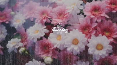 雨中窗外唯美花墙