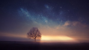 孤树与星芒