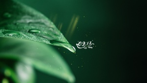 4k护眼绿叶