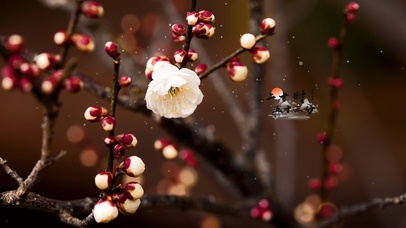 春落梅枝头