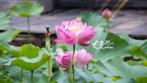 4k唯美荷花
