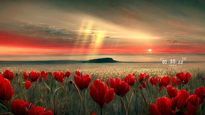 夕阳下是郁金香海