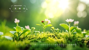 瓢虫的春日来信