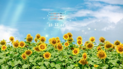 4K 阳光下的向日葵花海